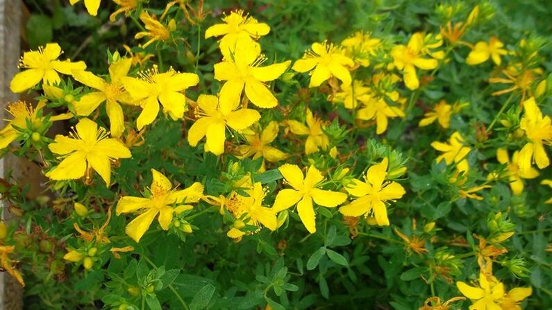 Which plants increases male potency